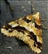 1935 (70.256) Mottled Umber